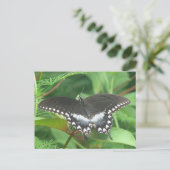 Spicebush Postkarte (Stehend Vorderseite)