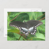 Spicebush Postkarte (Vorne/Hinten)