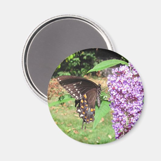 Spicebush-Schmetterling ~ Magnet (Vorderseite/Rückseite)