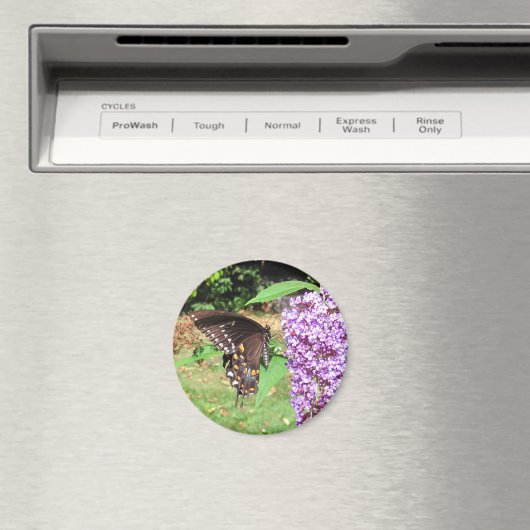 Spicebush-Schmetterling ~ Magnet (In Situ (Geschirrspüler))