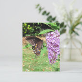 Spicebush-Schmetterling ~ Postkarte (Stehend Vorderseite)
