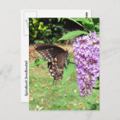 Spicebush-Schmetterling ~ Postkarte (Vorne/Hinten)