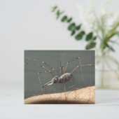 Spidephäre Postkarte (Stehend Vorderseite)