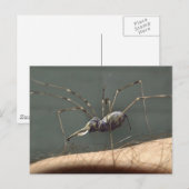 Spidephäre Postkarte (Vorne/Hinten)