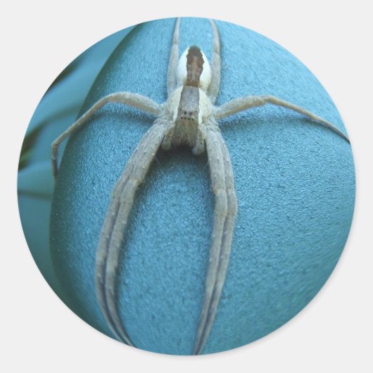 Spider 164 ~ Aufkleber (Vorderseite)