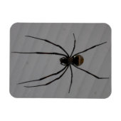 Spider 3"x4" Magnet (Horizontal)