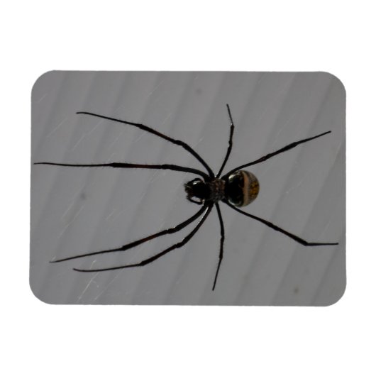 Spider 3"x4" Magnet (Horizontal)