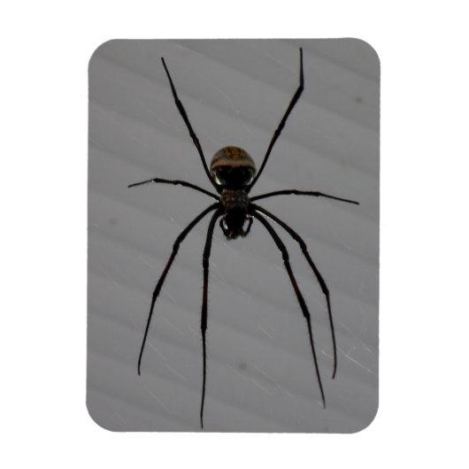 Spider 3"x4" Magnet (Vertikal)