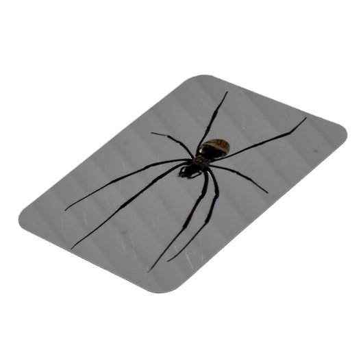 Spider 3"x4" Magnet (Linke Seite)