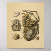 Spider Anatomy Print Paul Pfurtscheller Poster (Vorne)