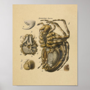 Spider Anatomy Print Paul Pfurtscheller Poster