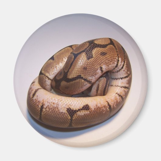 Spider Ball Python Magnet (Vorne)