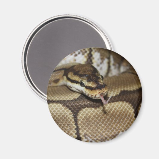 Spider Ball Python Magnet (Vorderseite/Rückseite)