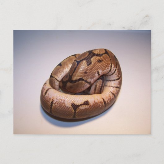 Spider Ball Python Postcard Postkarte (Vorderseite)
