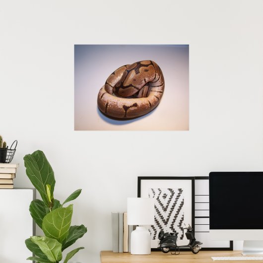 Spider Ball Python Poster (Heimbüro)
