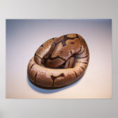 Spider Ball Python Poster (Vorne)