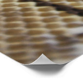 Spider Ball Python Poster (Ecke)