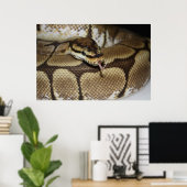 Spider Ball Python Poster (Heimbüro)