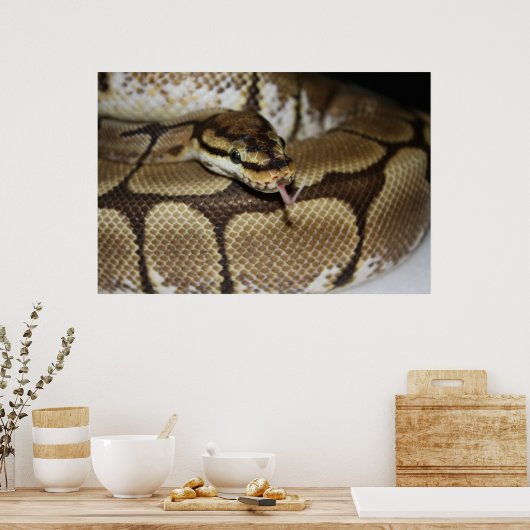 Spider Ball Python Poster (Küche)