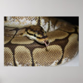 Spider Ball Python Poster (Vorne)