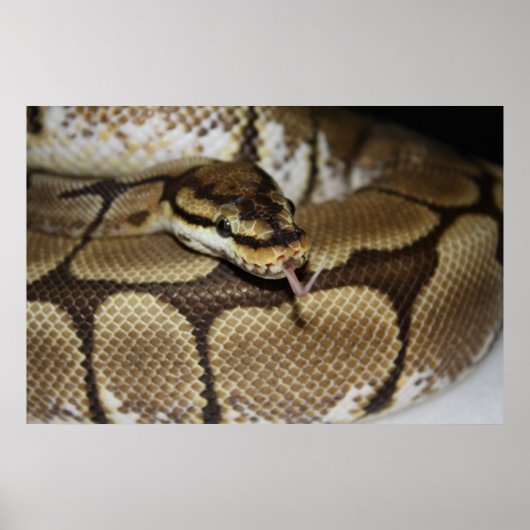 Spider Ball Python Poster (Vorne)