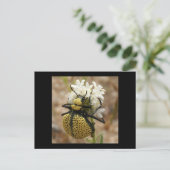 Spider Beetle Wonder Valley Postkarte (Stehend Vorderseite)