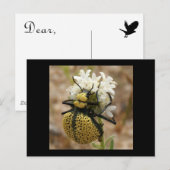 Spider Beetle Wonder Valley Postkarte (Vorne/Hinten)