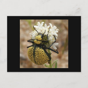 Spider Beetle Wonder Valley Postkarte