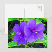 Spider-Blume [Postkarte] Postkarte (Vorne/Hinten)