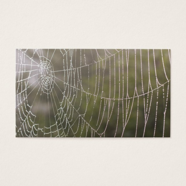 Spider Cobweb (Vorderseite)