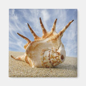 Spider Conch am Sandy Beach Magnet (Vorne)