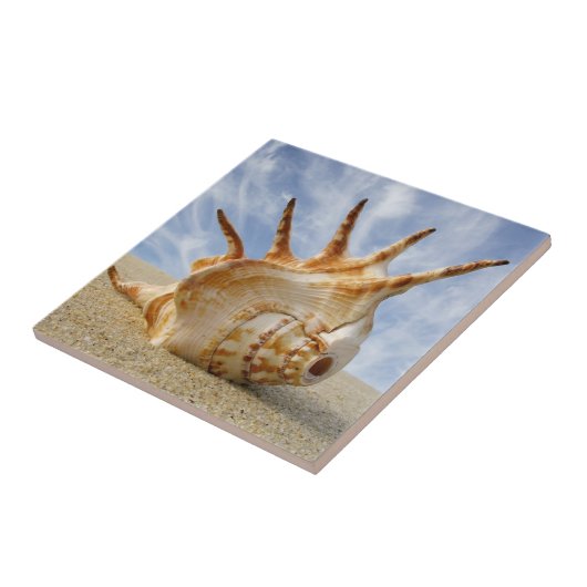 Spider Conch Seashell am Sandstrand Fliese (Seite)