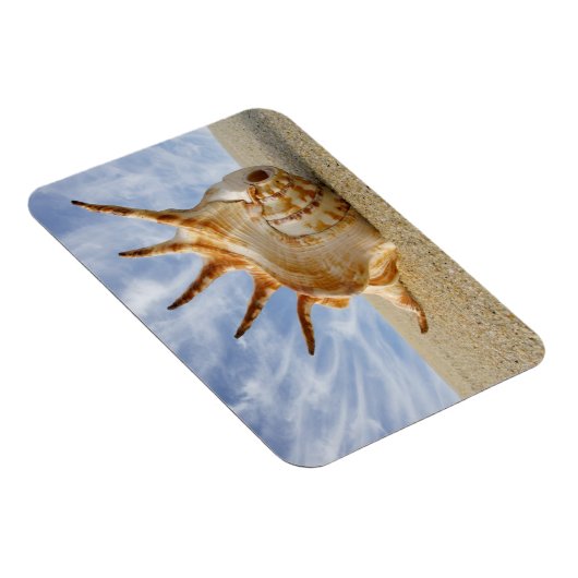 Spider Conch Seashell am Sandy Beach Magnet (Rechte Seite)