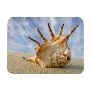 Spider Conch Seashell am Sandy Beach Magnet