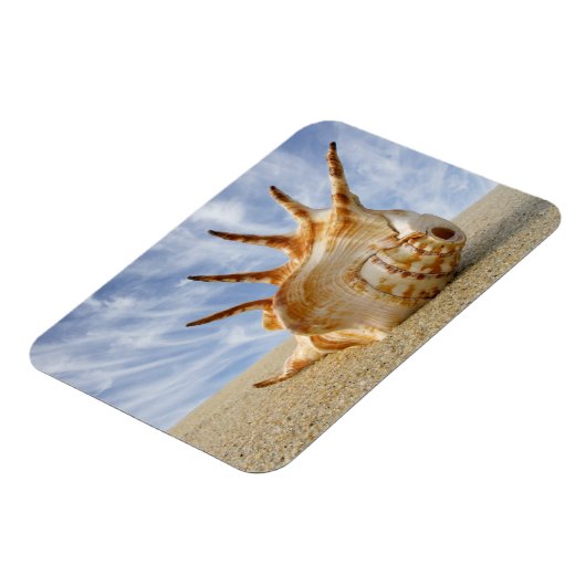 Spider Conch Seashell am Sandy Beach Magnet (Linke Seite)