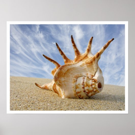 Spider Conch Seashell am Strand Sand Poster (Vorne)