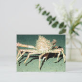 Spider Crab Postkarte (Stehend Vorderseite)