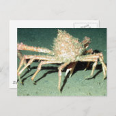 Spider Crab Postkarte (Vorne/Hinten)