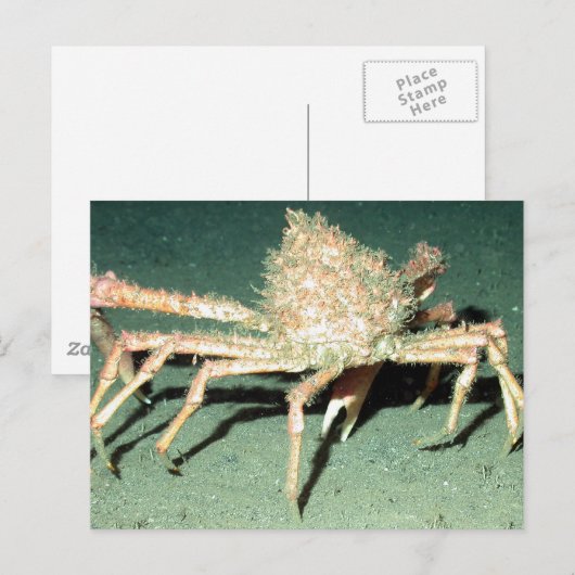 Spider Crab Postkarte (Vorne/Hinten)