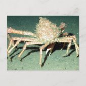 Spider Crab Postkarte (Vorderseite)