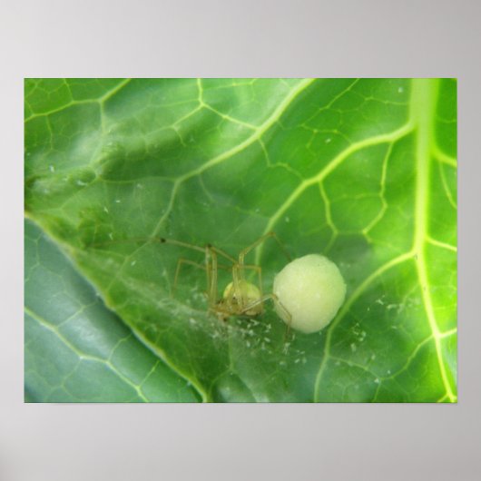 Spider, die die nächste Generation von Printmedien Poster (Vorne)