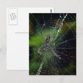 Spider Early Morning Dew Postkarte (Vorne/Hinten)