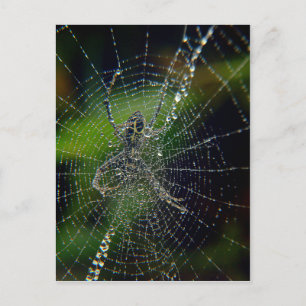 Spider Early Morning Dew Postkarte