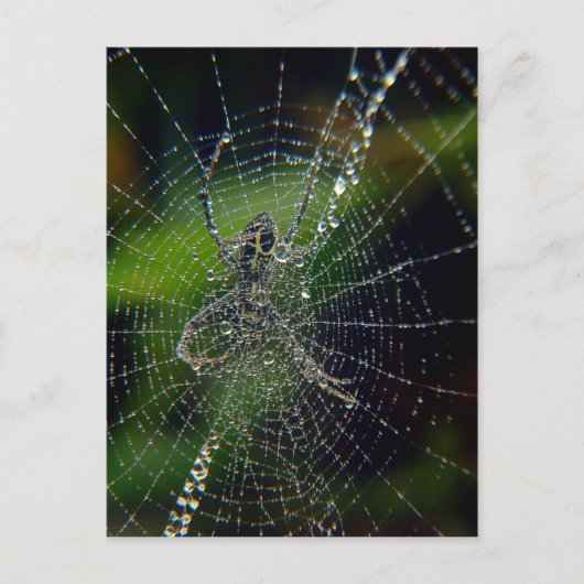 Spider Early Morning Dew Postkarte (Vorderseite)