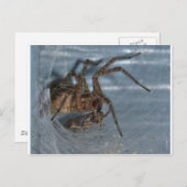 Spider Eating Postkarte (Vorne/Hinten)