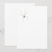 Spider Einladung (Vorne/Hinten)