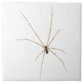 Spider Fliese (Vorderseite)