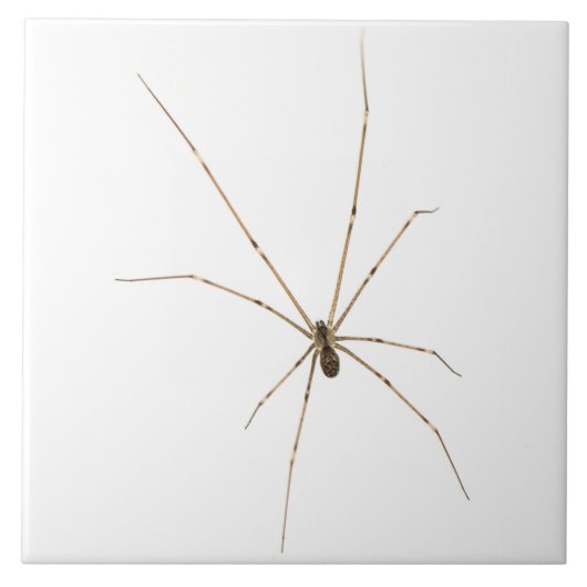 Spider Fliese (Vorderseite)