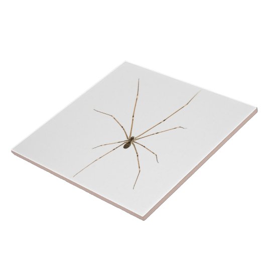 Spider Fliese (Seite)