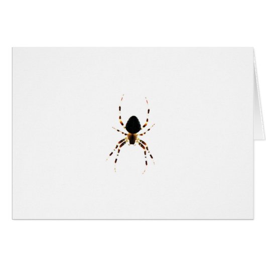 Spider Gccna (Vorderseite (Horizontal))